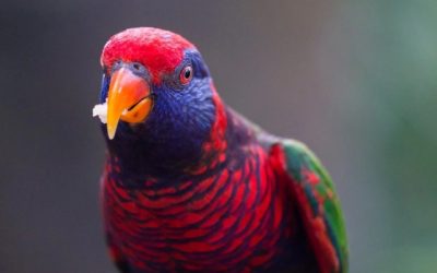 Waar moet je op letten bij het aanschaffen van een vogel?