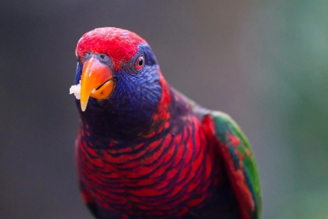 Waar moet je op letten bij het aanschaffen van een vogel?